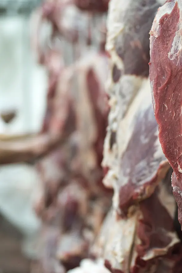 Büyükbaş 1. Grup - Görsel 2