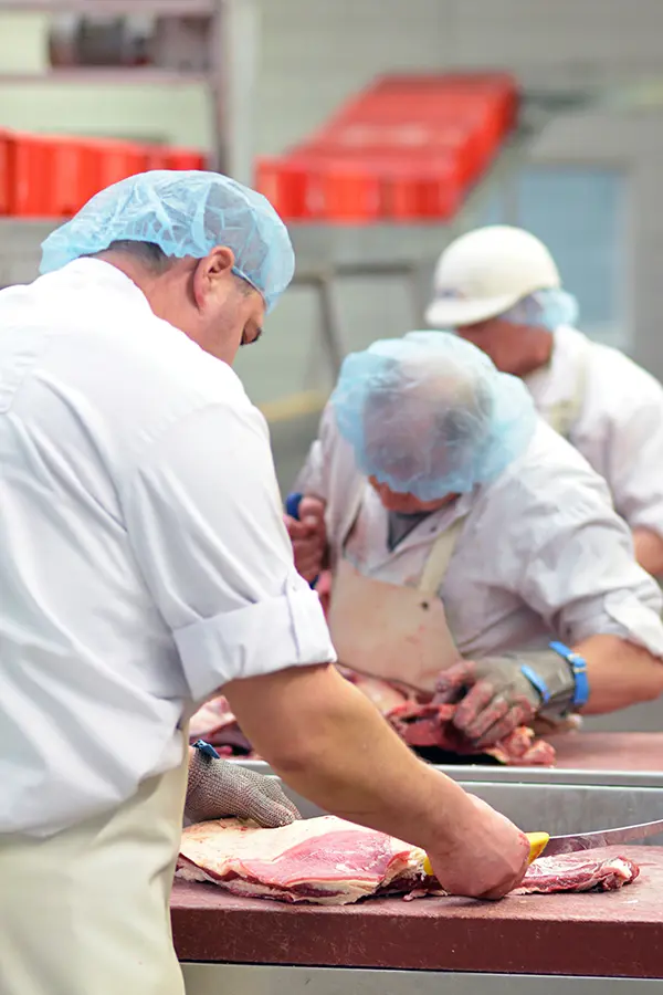 Büyükbaş 1. Grup - Görsel 3